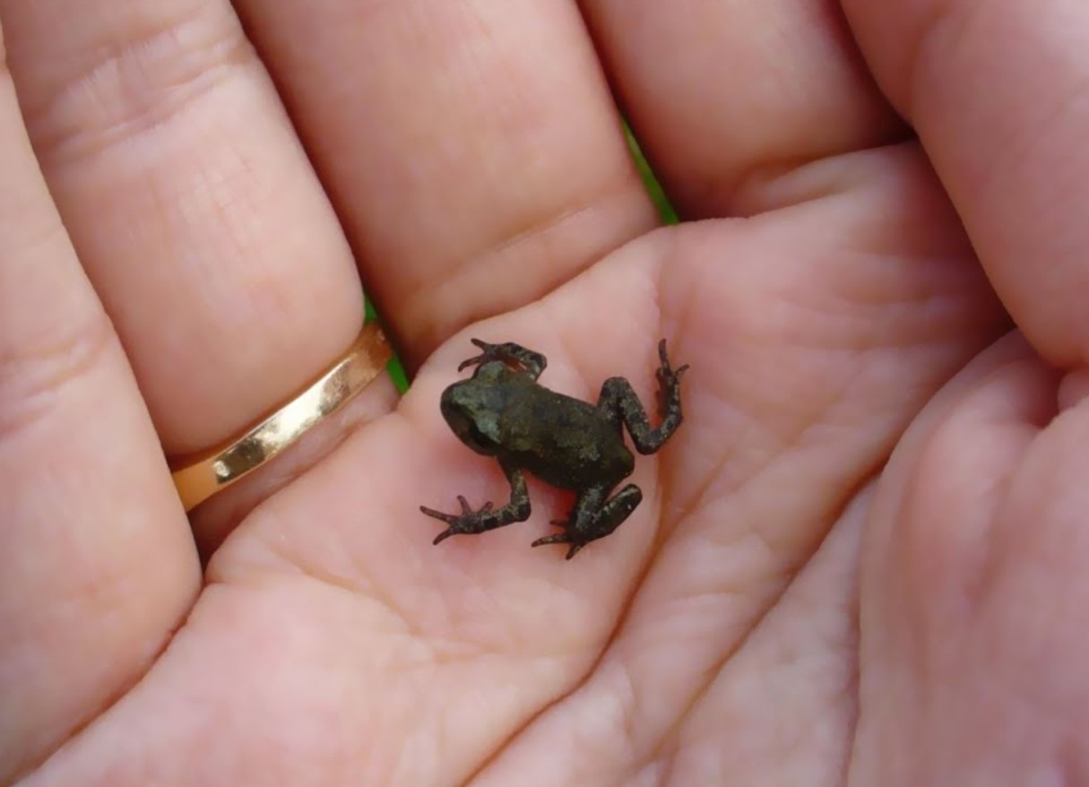 Paedophryne amauensis