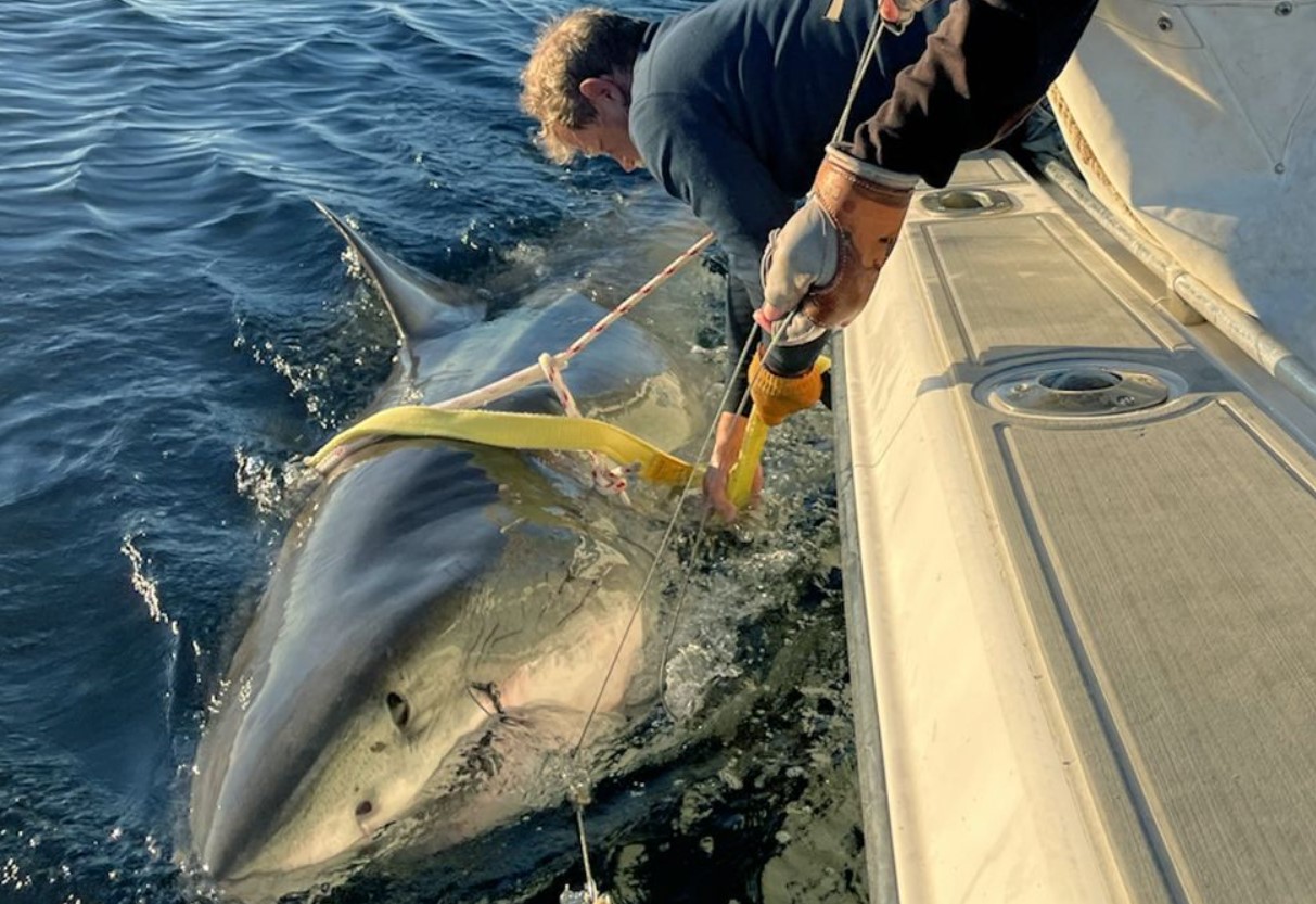 Havet spøger ikke længere: undervandsgigant tilbage ud for kysten - og set på lavt vand