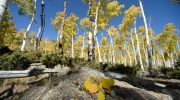 Populus tremuloides