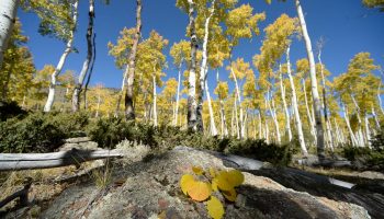 Populus tremuloides