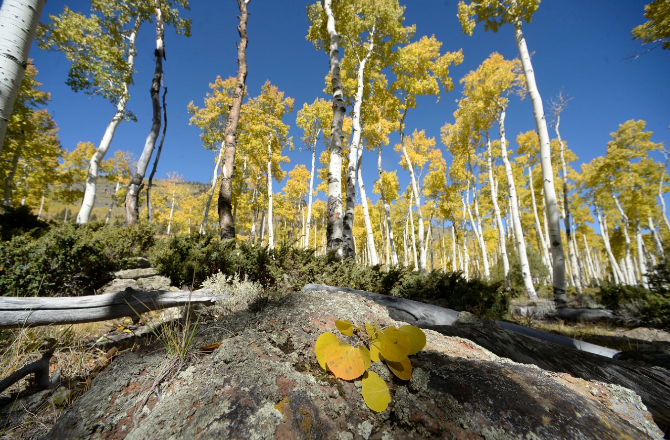 Populus tremuloides