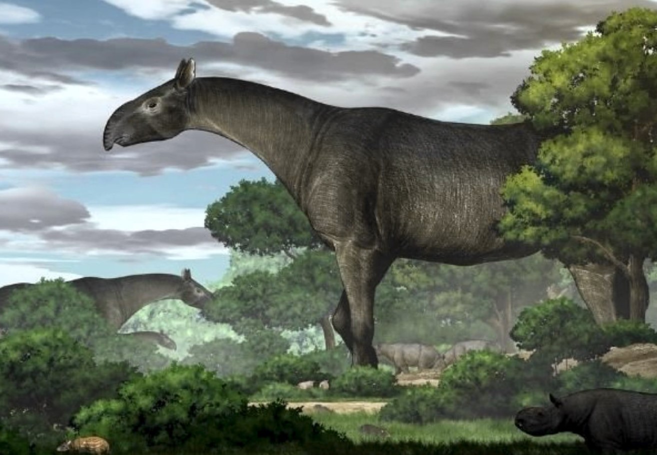 Paraceratherium linxiaense