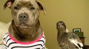 En husskade, der lod som om den var en hund: en rørende historie fra Australien, der er blevet et hit på internettet