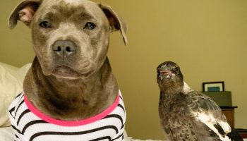 En husskade, der lod som om den var en hund: en rørende historie fra Australien, der er blevet et hit på internettet