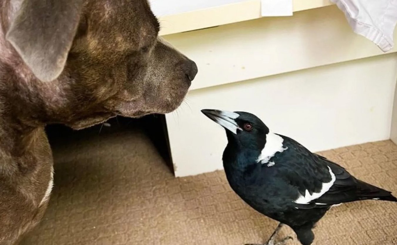 En husskade, der lod som om den var en hund: en rørende historie fra Australien, der er blevet et hit på internettet