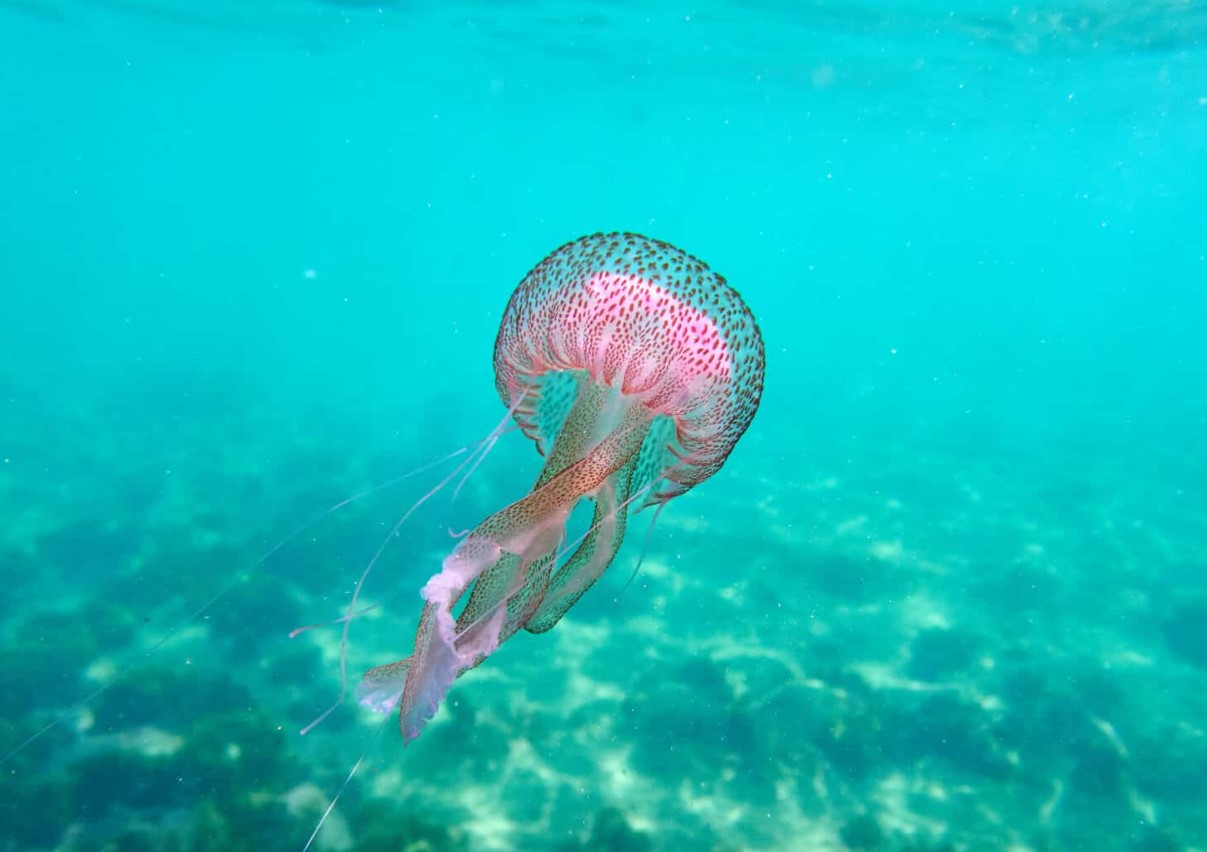 Pelagia noctiluca