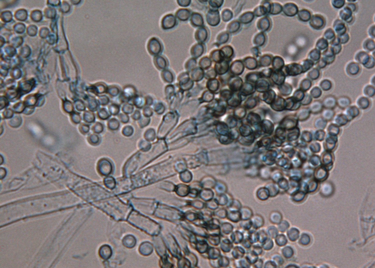Penicillium Roqueforti