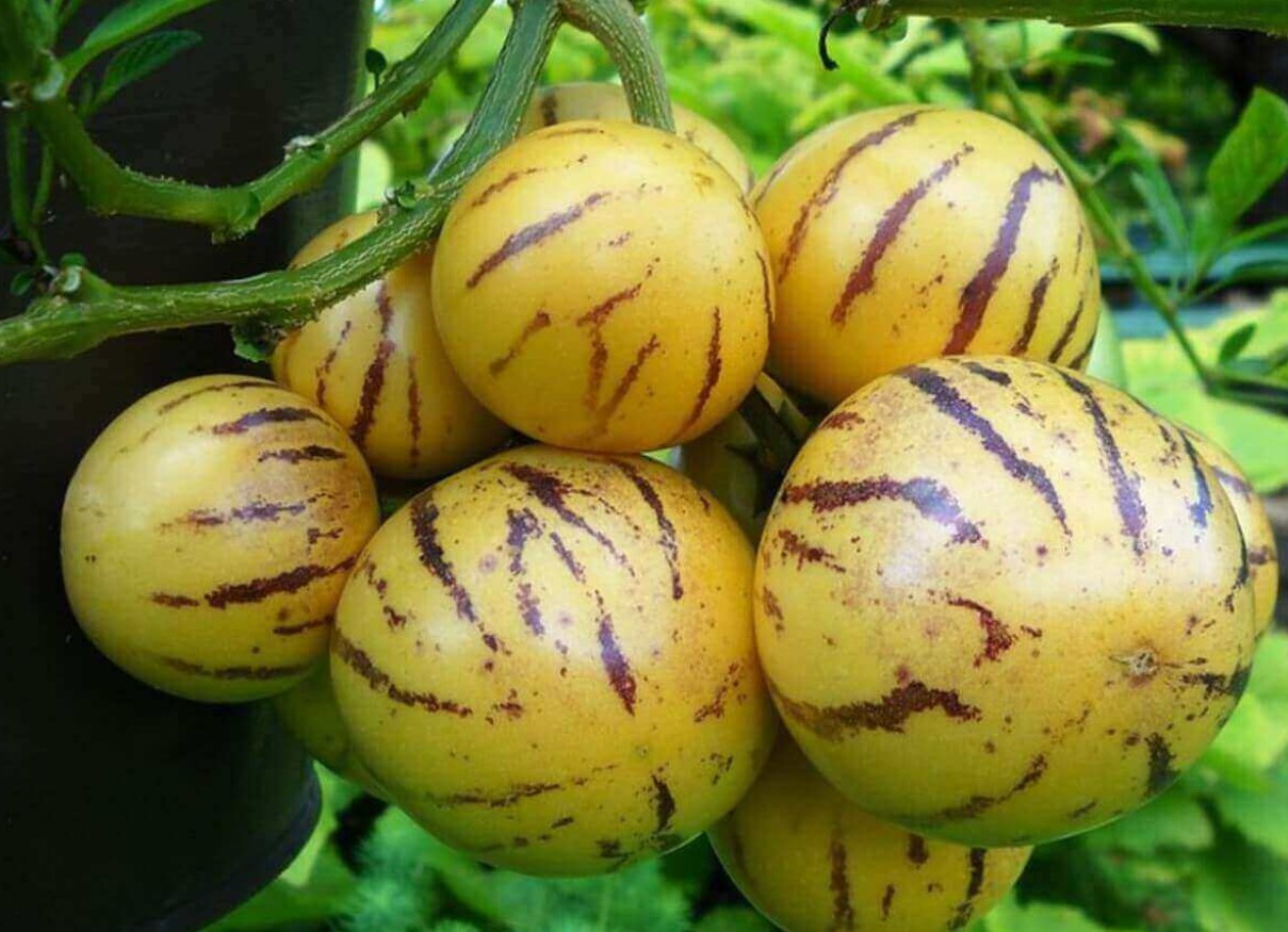 Det smager som mango og dufter af honning og vanilje. Det er godt for hjertet og forbedrer hudens fasthed