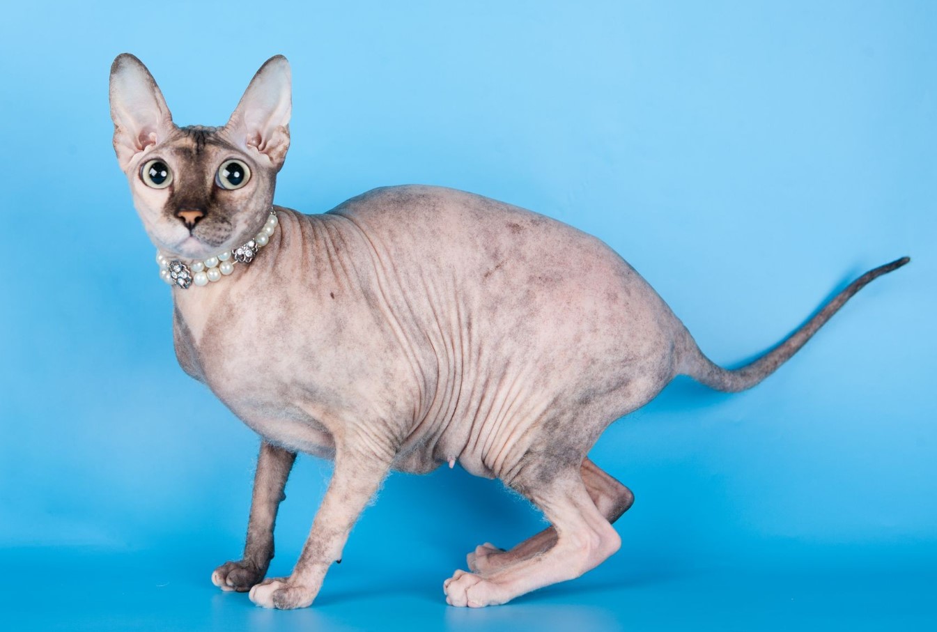 Peterbald: unge sfinxer fra Skt. Petersborg, snakkesalige og kærlige