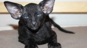Peterbald: unge sfinxer fra Skt. Petersborg, snakkesalige og kærlige