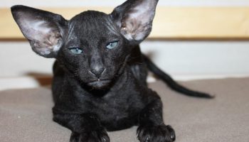 Peterbald: unge sfinxer fra Skt. Petersborg, snakkesalige og kærlige