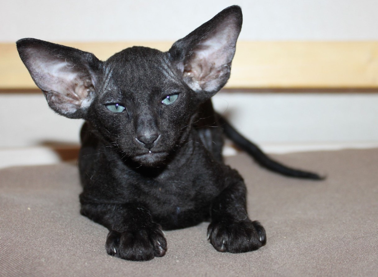 Peterbald: unge sfinxer fra Skt. Petersborg, snakkesalige og kærlige