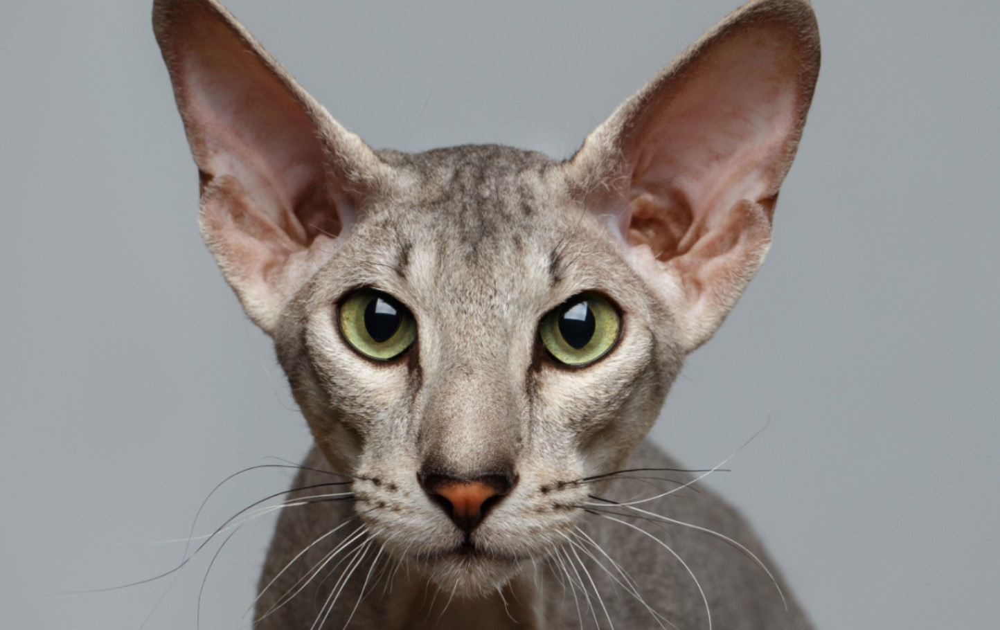 Peterbald: unge sfinxer fra Skt. Petersborg, snakkesalige og kærlige