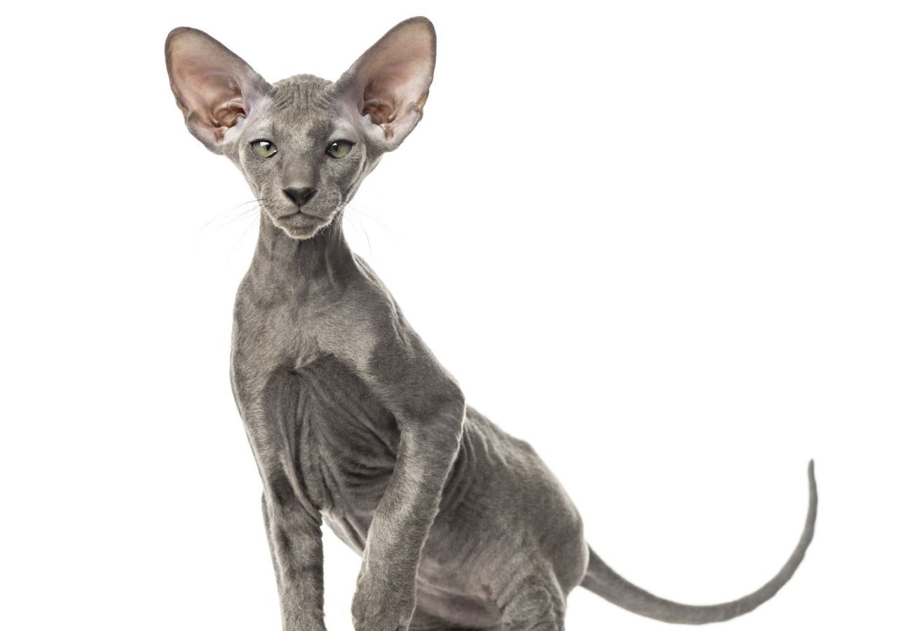 Peterbald: unge sfinxer fra Skt. Petersborg, snakkesalige og kærlige