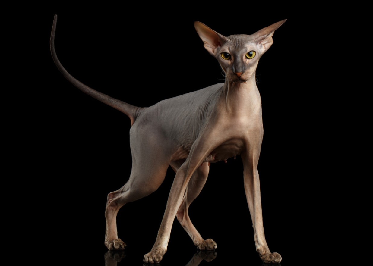 Peterbald: unge sfinxer fra Skt. Petersborg, snakkesalige og kærlige