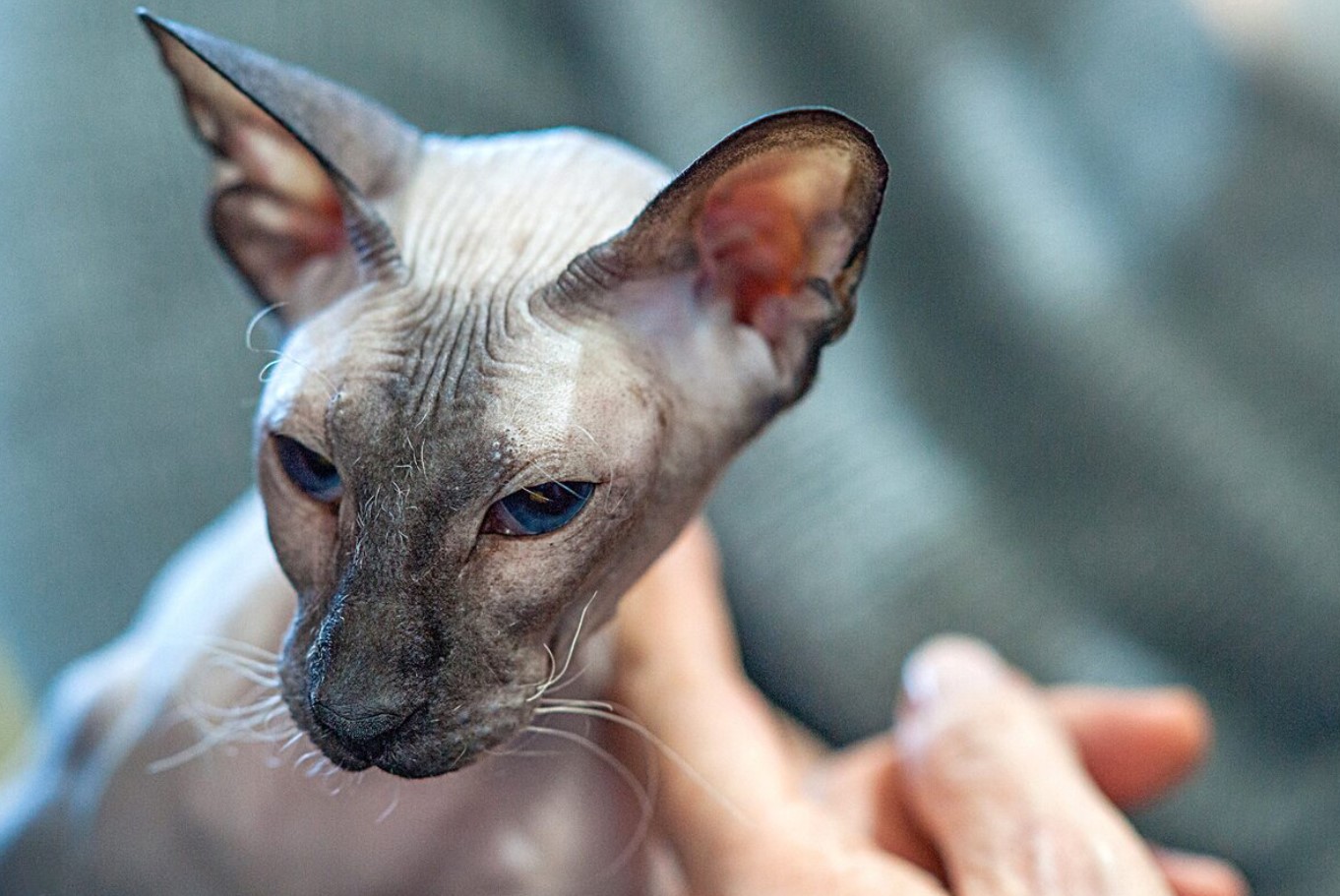 Peterbald: unge sfinxer fra Skt. Petersborg, snakkesalige og kærlige
