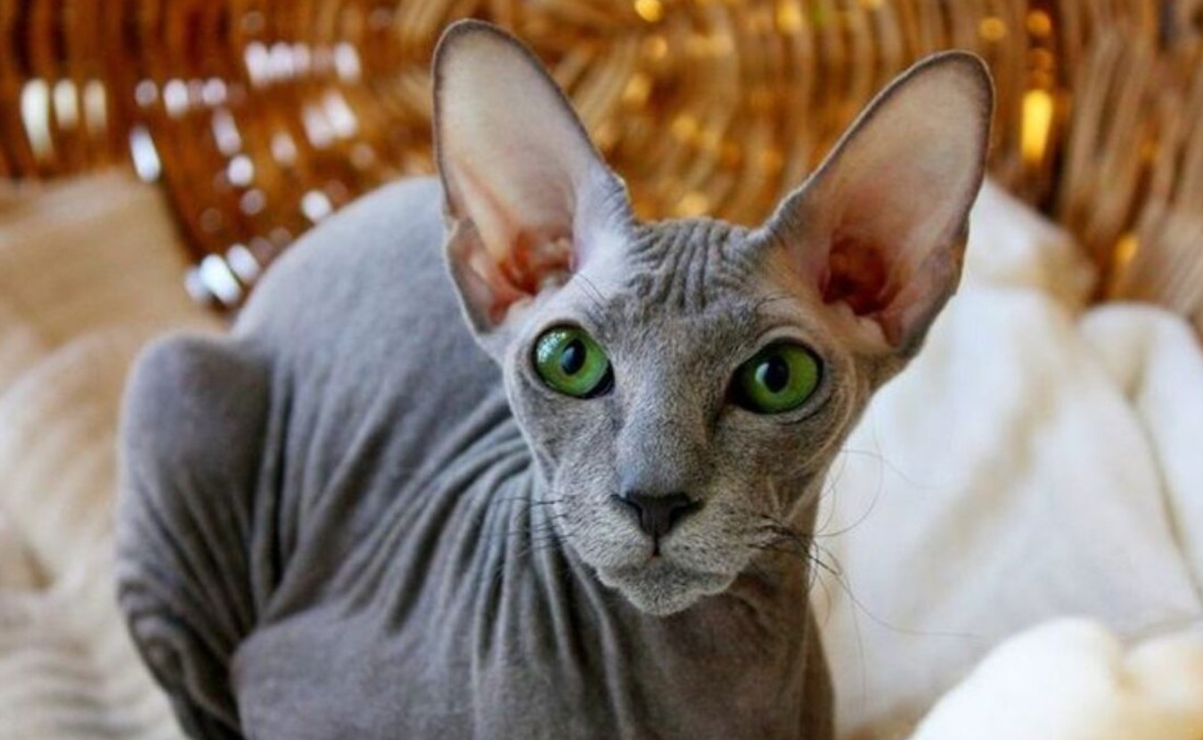 Peterbald: unge sfinxer fra Skt. Petersborg, snakkesalige og kærlige