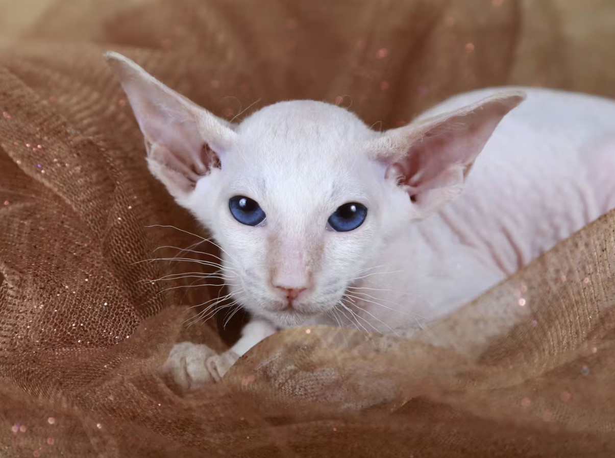 Peterbald: unge sfinxer fra Skt. Petersborg, snakkesalige og kærlige