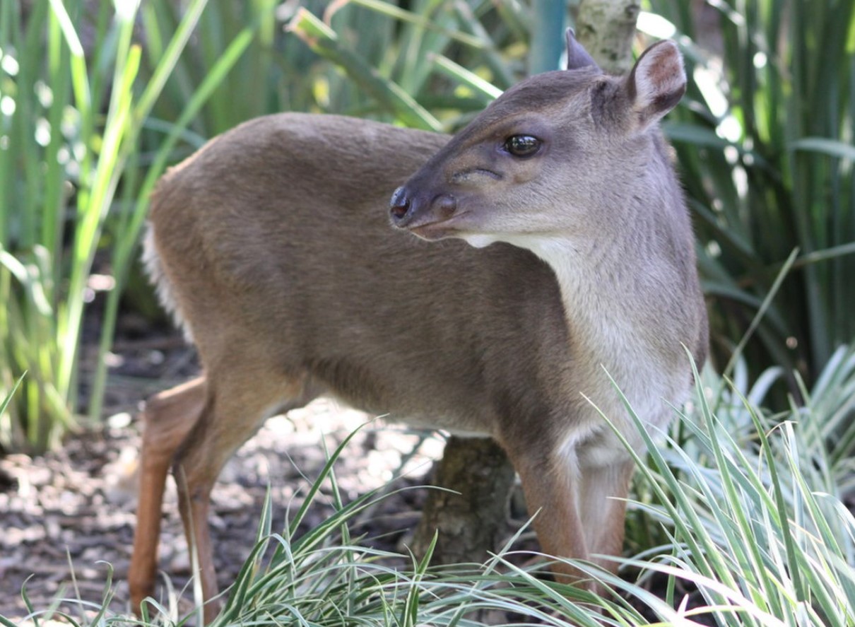 Philantomba walteri