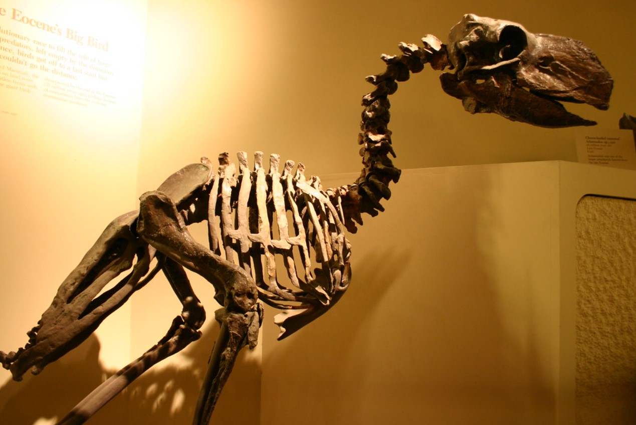 Phorusrhacidae