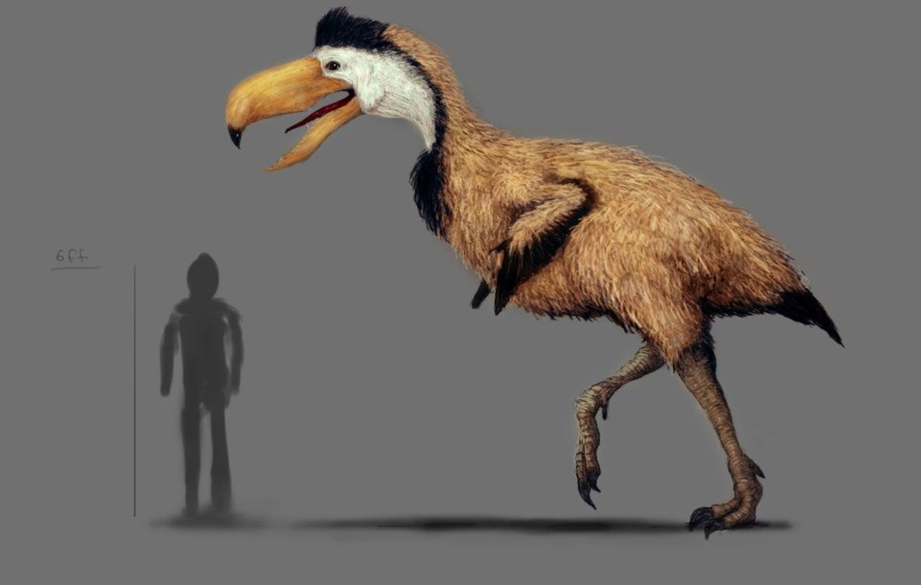 Phorusrhacidae