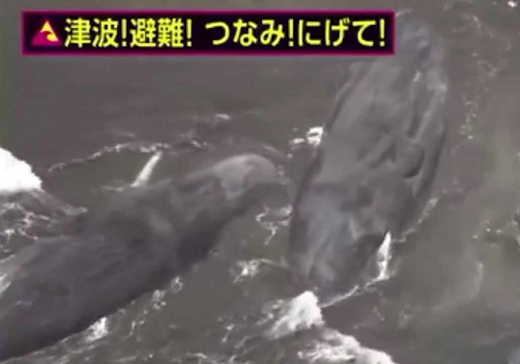 Havet i Japan har skyllet fire hvaler i land. Det er ikke en følge af en tsunami