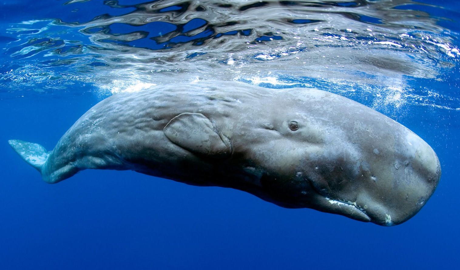 Physeter macrocephalus