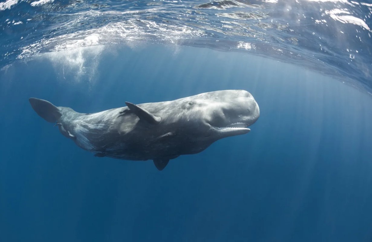 Physeter macrocephalus