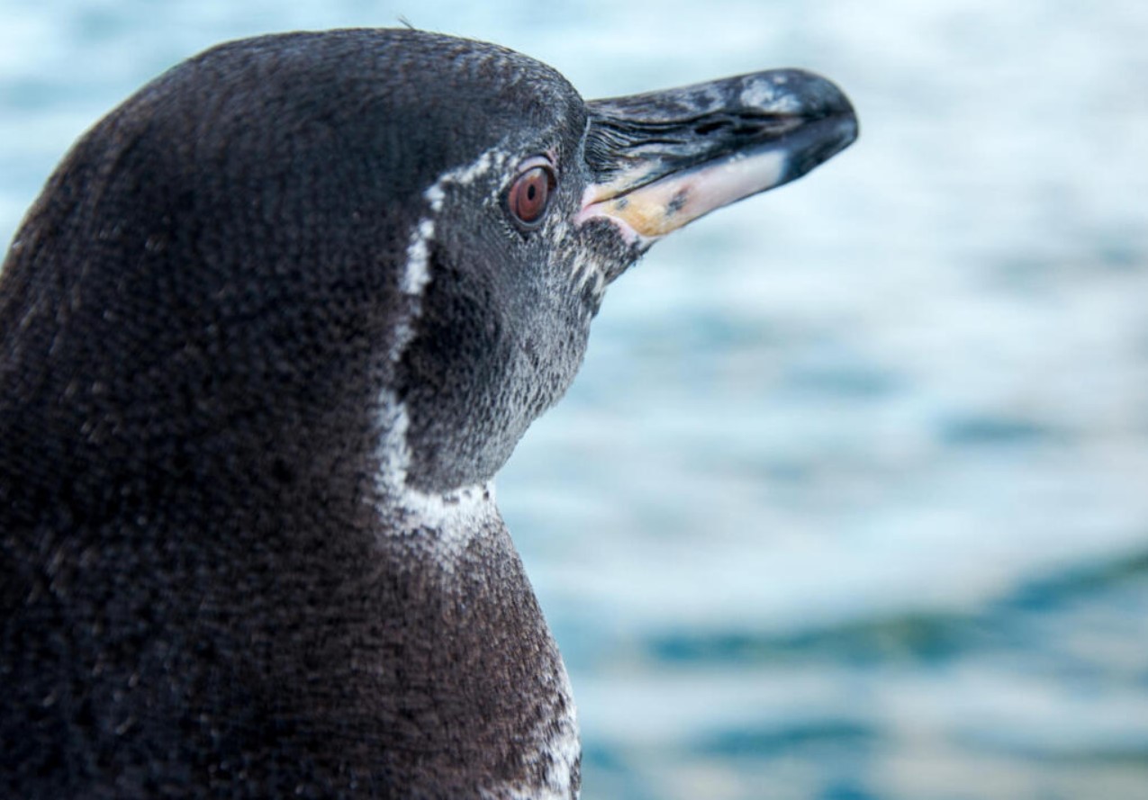 Kunne pingviner flyve? Den fantastiske historie om deres evolution, som forskere har afsløret