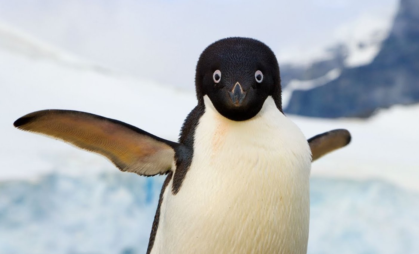 Kunne pingviner flyve? Den fantastiske historie om deres evolution, som forskere har afsløret