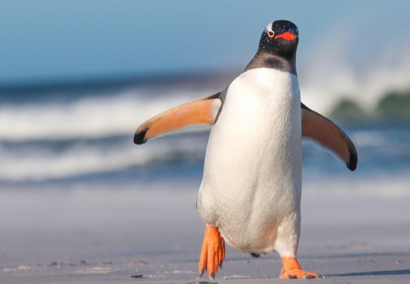 Kunne pingviner flyve? Den fantastiske historie om deres evolution, som forskere har afsløret