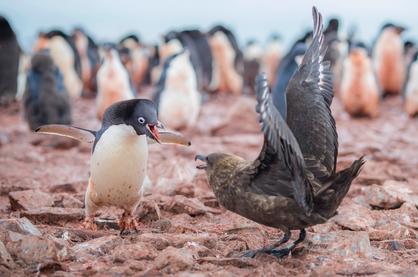Kunne pingviner flyve? Den fantastiske historie om deres evolution, som forskere har afsløret