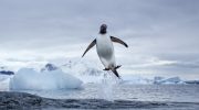 Kunne pingviner flyve? Den fantastiske historie om deres evolution, som forskere har afsløret