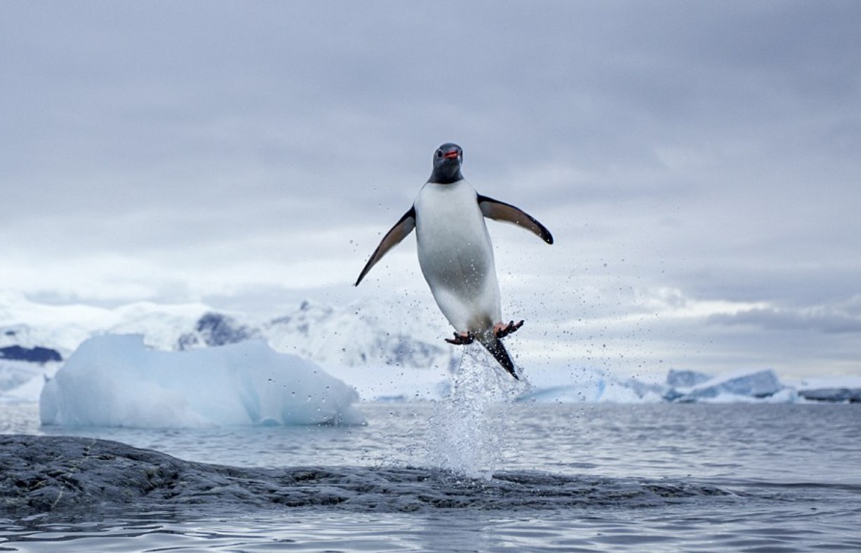 Kunne pingviner flyve? Den fantastiske historie om deres evolution, som forskere har afsløret