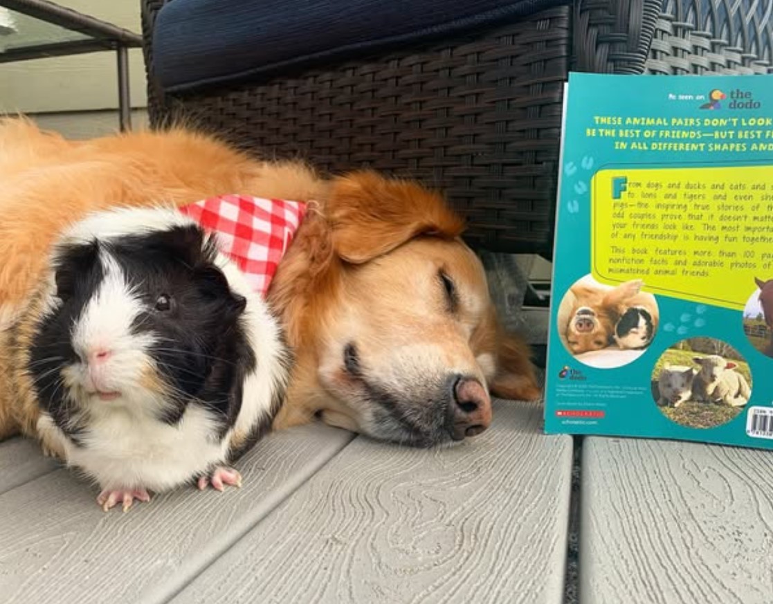 Pippin og Frankenstein