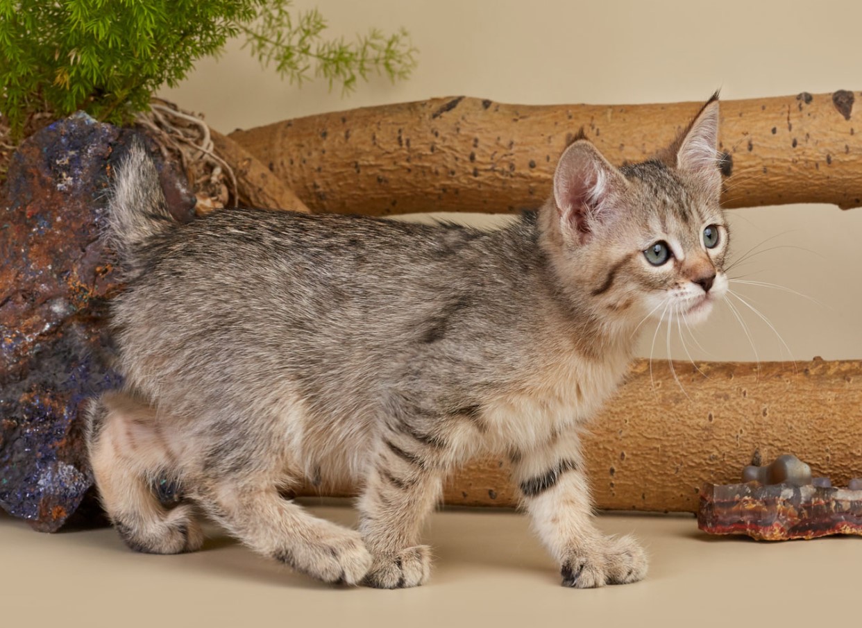 Pixiebob-katte: et naturligt vidunder med en hale og fem fingre