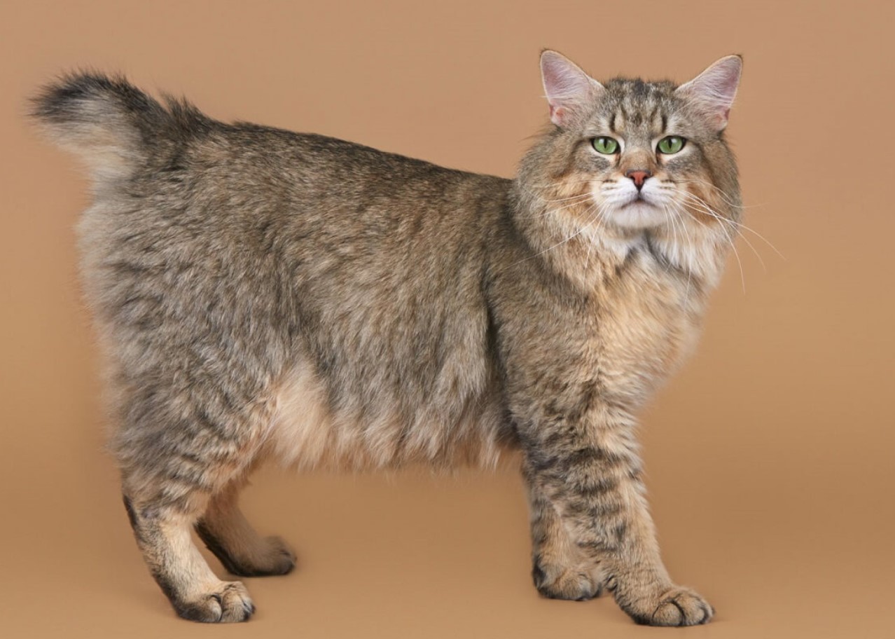 Pixiebob-katte: et naturligt vidunder med en hale og fem fingre