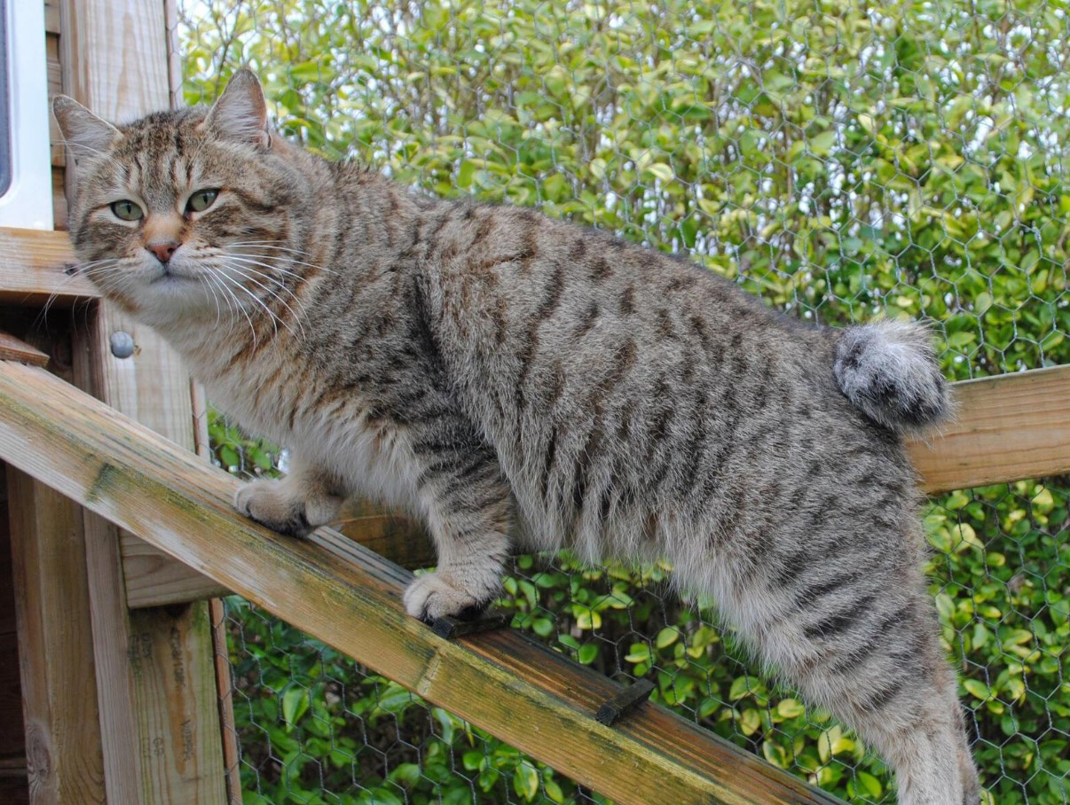 Pixiebob-katte: et naturligt vidunder med en hale og fem fingre