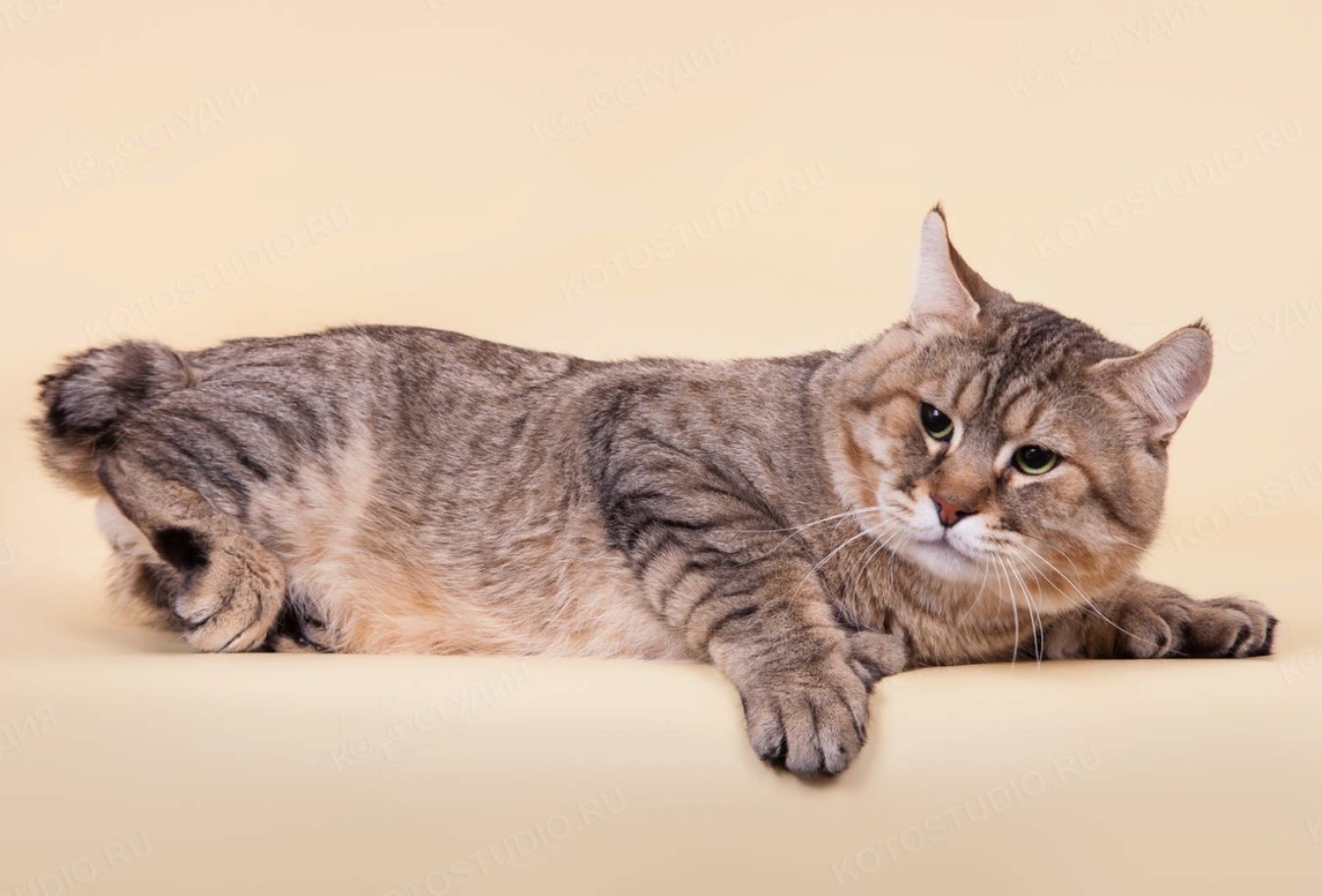 Pixiebob-katte: et naturligt vidunder med en hale og fem fingre
