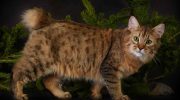Pixiebob-katte: et naturligt vidunder med en hale og fem fingre