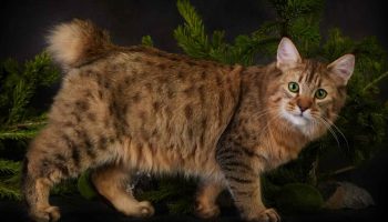Pixiebob-katte: et naturligt vidunder med en hale og fem fingre