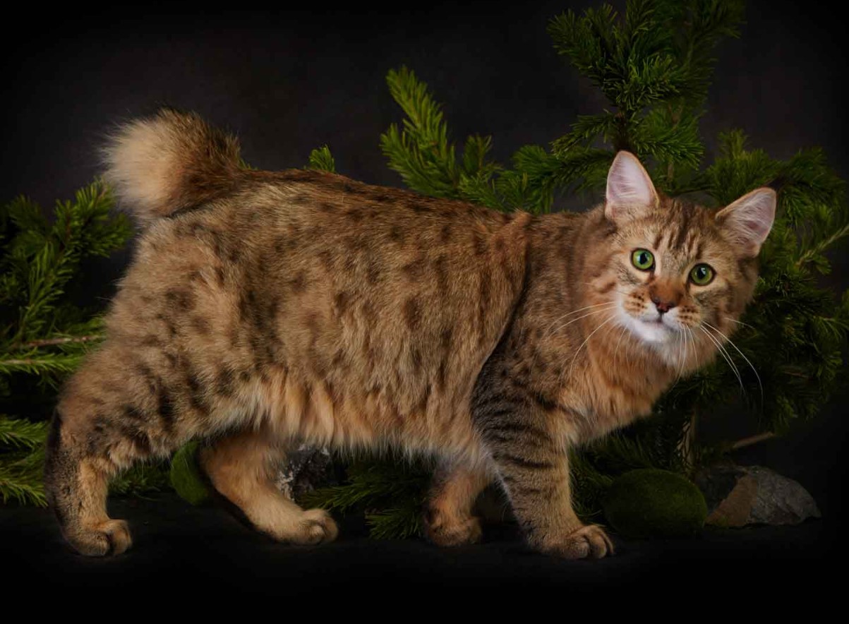Pixiebob-katte: et naturligt vidunder med en hale og fem fingre