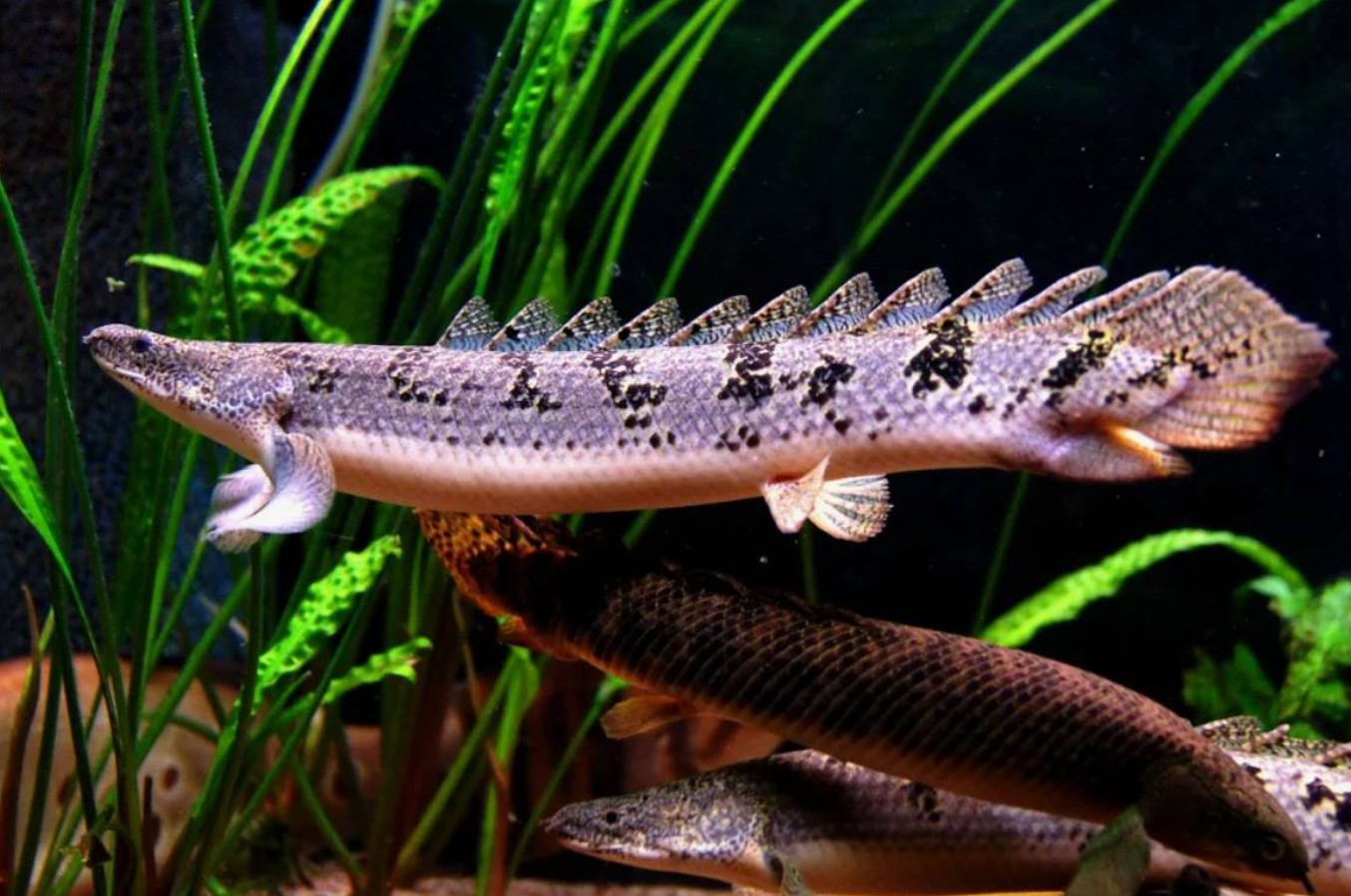 Polypterus: en fisk med lunger, der bryder alle normer