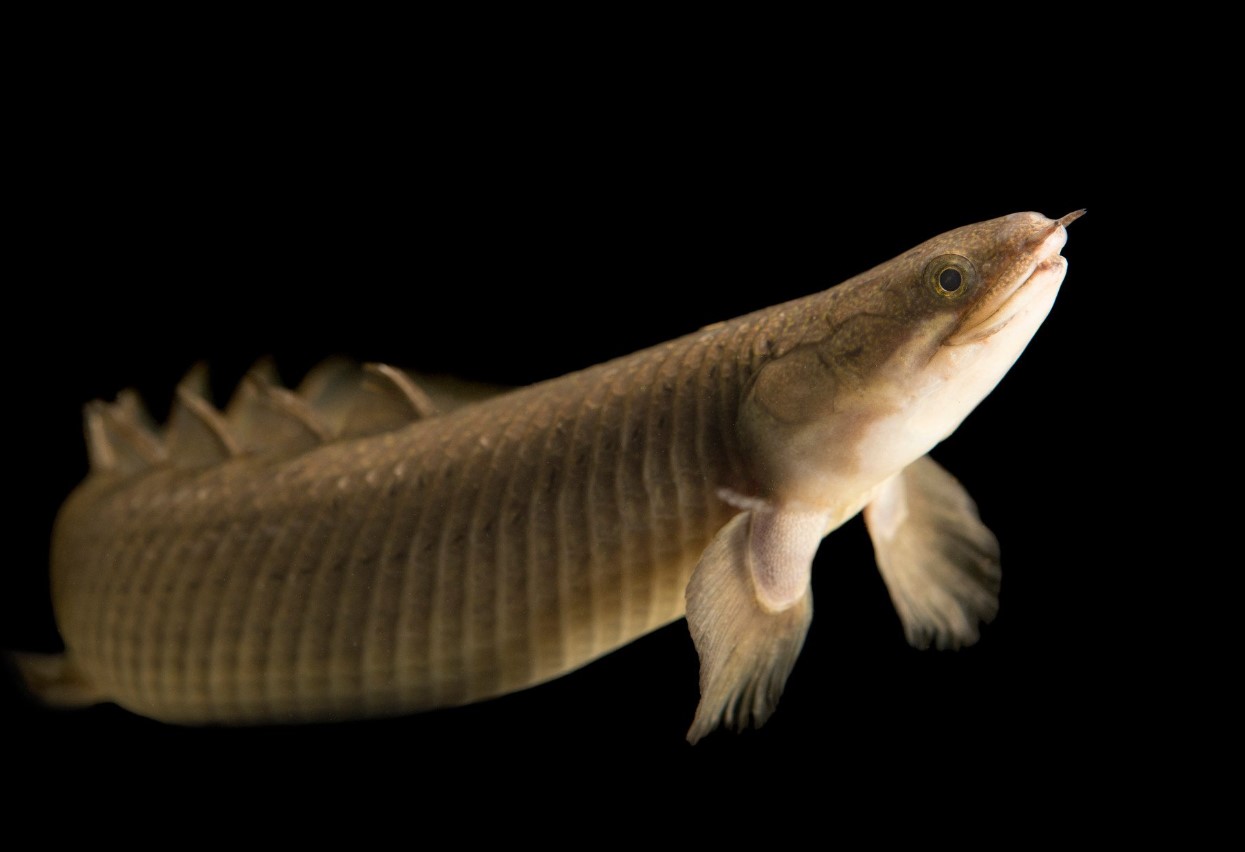 Polypterus: en fisk med lunger, der bryder alle normer