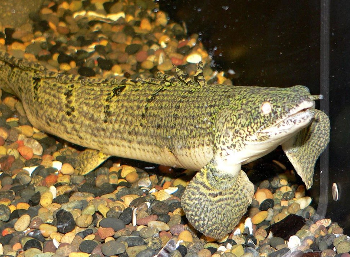 Polypterus: en fisk med lunger, der bryder alle normer