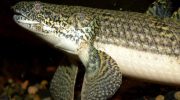 Polypterus: en fisk med lunger, der bryder alle normer