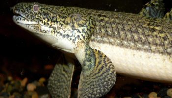 Polypterus: en fisk med lunger, der bryder alle normer