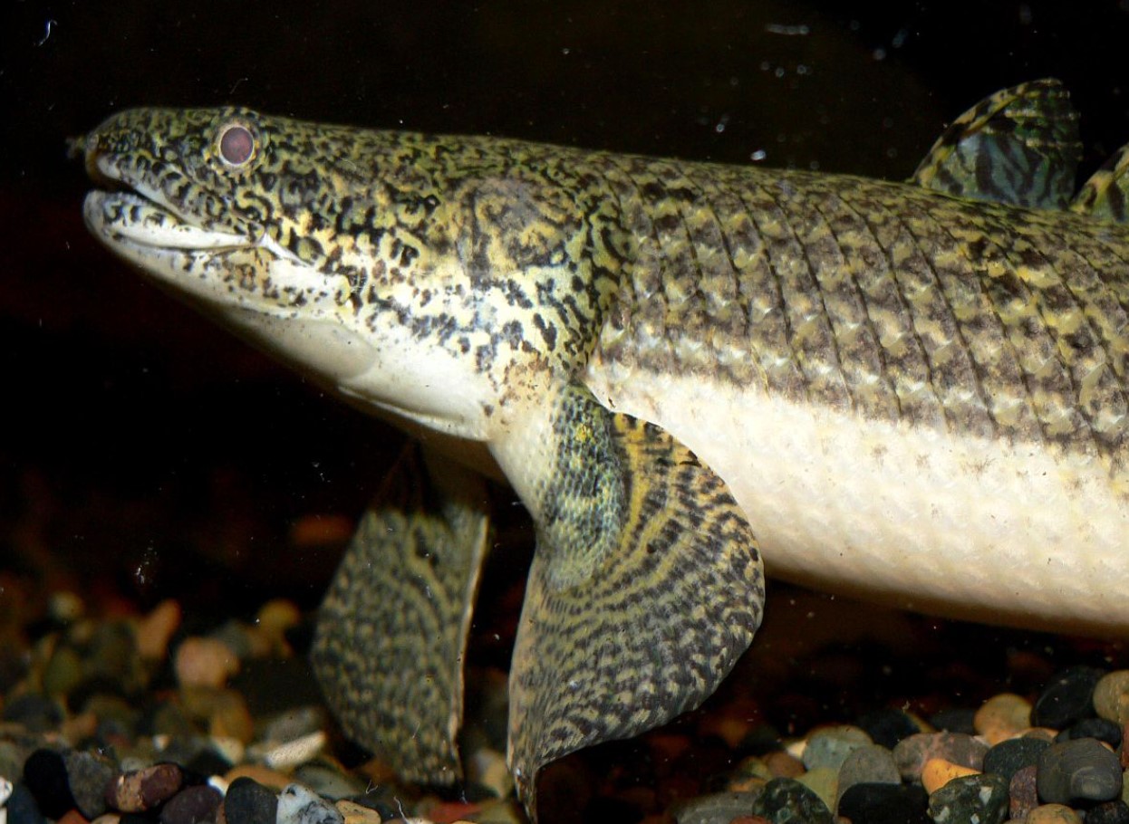 Polypterus: en fisk med lunger, der bryder alle normer