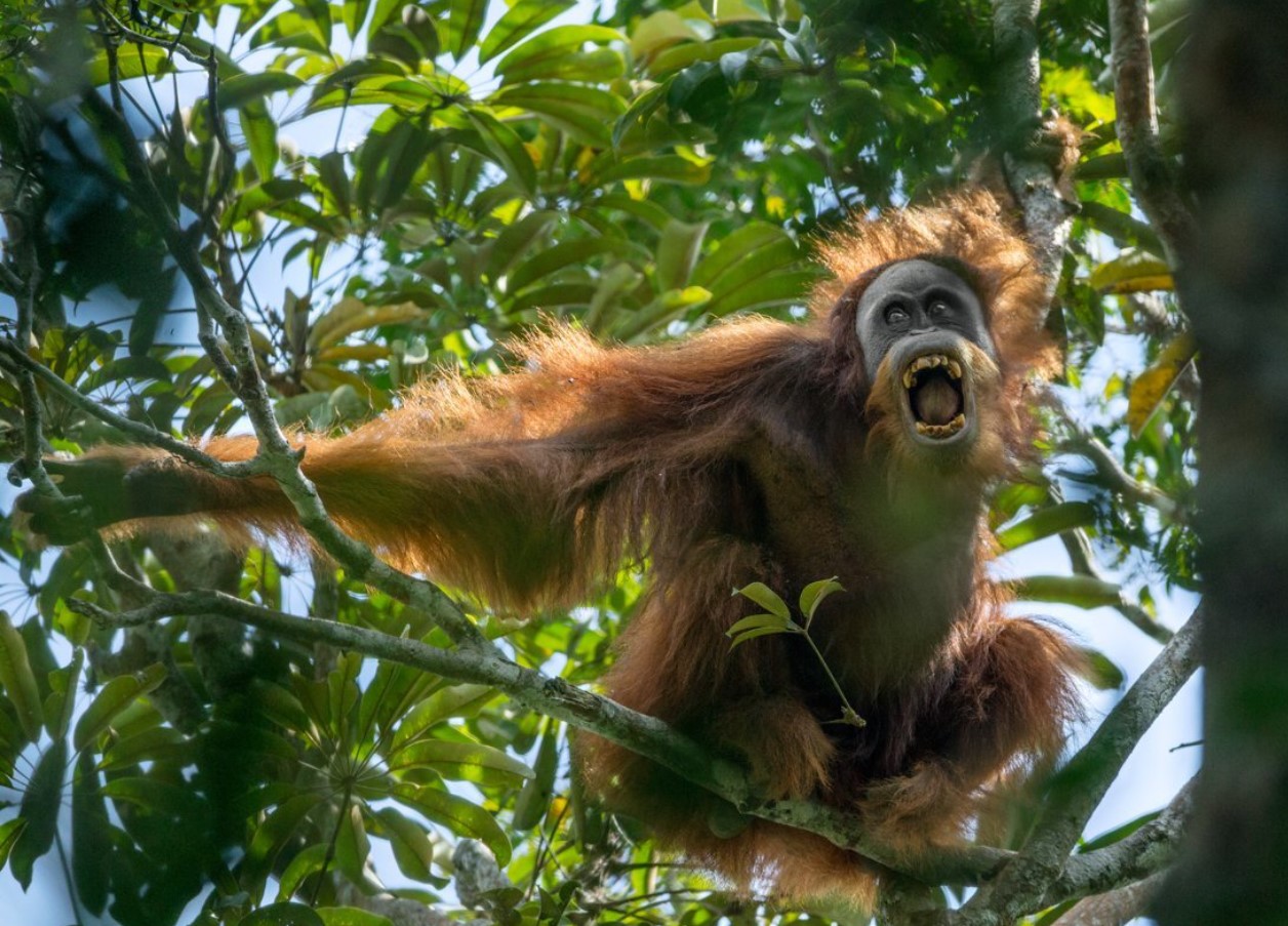 Pongo tapanuliensis