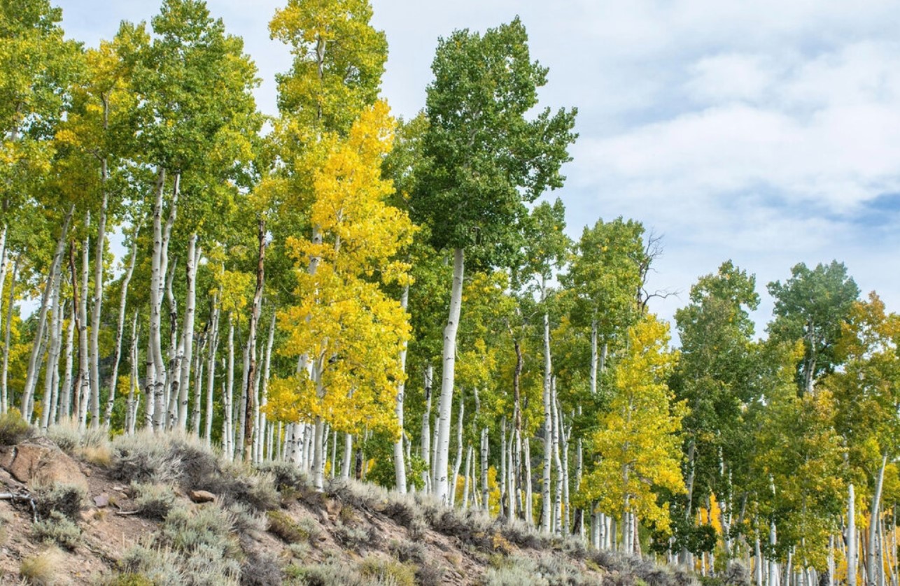 Populus tremuloides